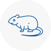 Rat Control Basingstoke